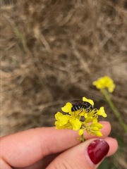 Lasioglossum channelense