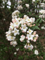 Viburnum × burkwoodii