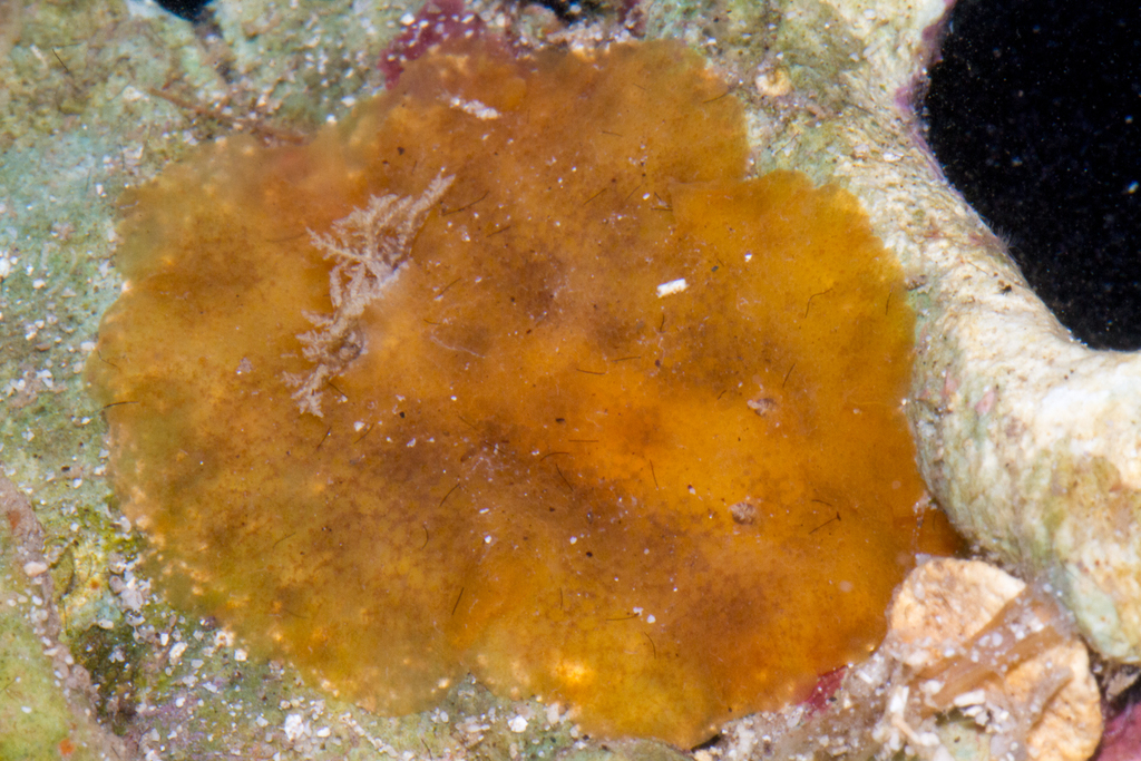 Network Geitodoris