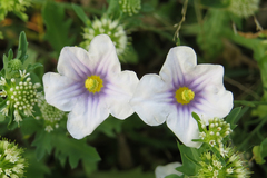 Nierembergia linariifolia