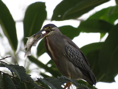 Butorides striata