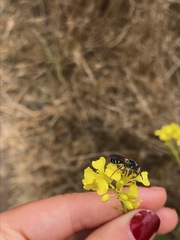 Lasioglossum channelense