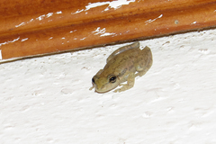 Scinax fuscomarginatus