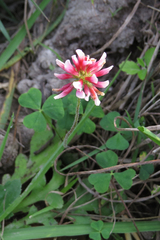 Trifolium polymorphum