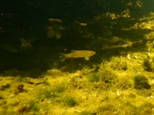 Fundulus seminolis