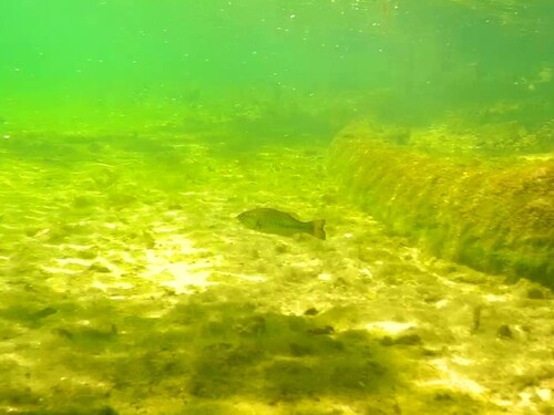 Micropterus salmoides