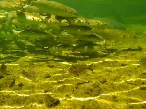 Lepomis auritus