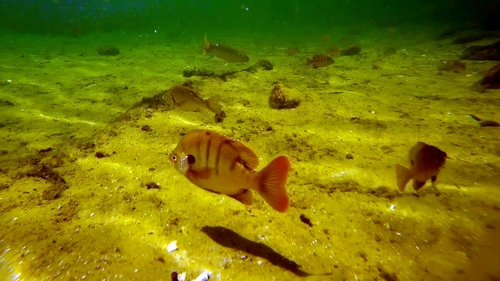 Lepomis macrochirus purpurascens