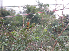 Aratinga auricapillus