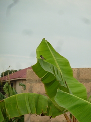 Spermestes cucullata