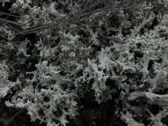 Cladonia caroliniana