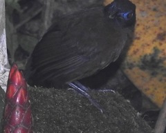 Hafferia zeledoni