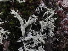 Cladonia caroliniana