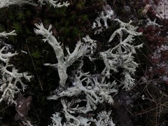 Cladonia caroliniana