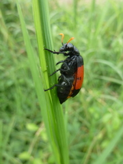 Meloidae