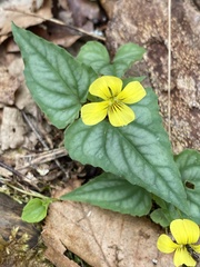 Viola hastata