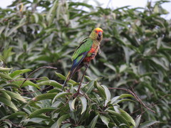 Aratinga auricapillus