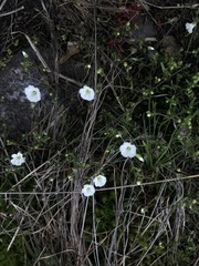 Mononeuria uniflora