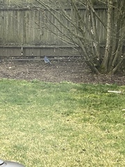 Cyanocitta cristata bromia