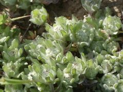 Psilocarphus oregonus