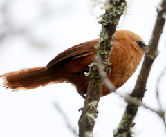 Cinnycerthia unirufa