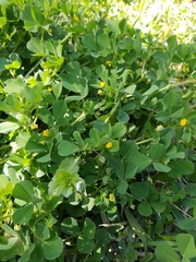 Medicago polymorpha