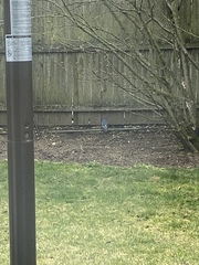 Cyanocitta cristata bromia