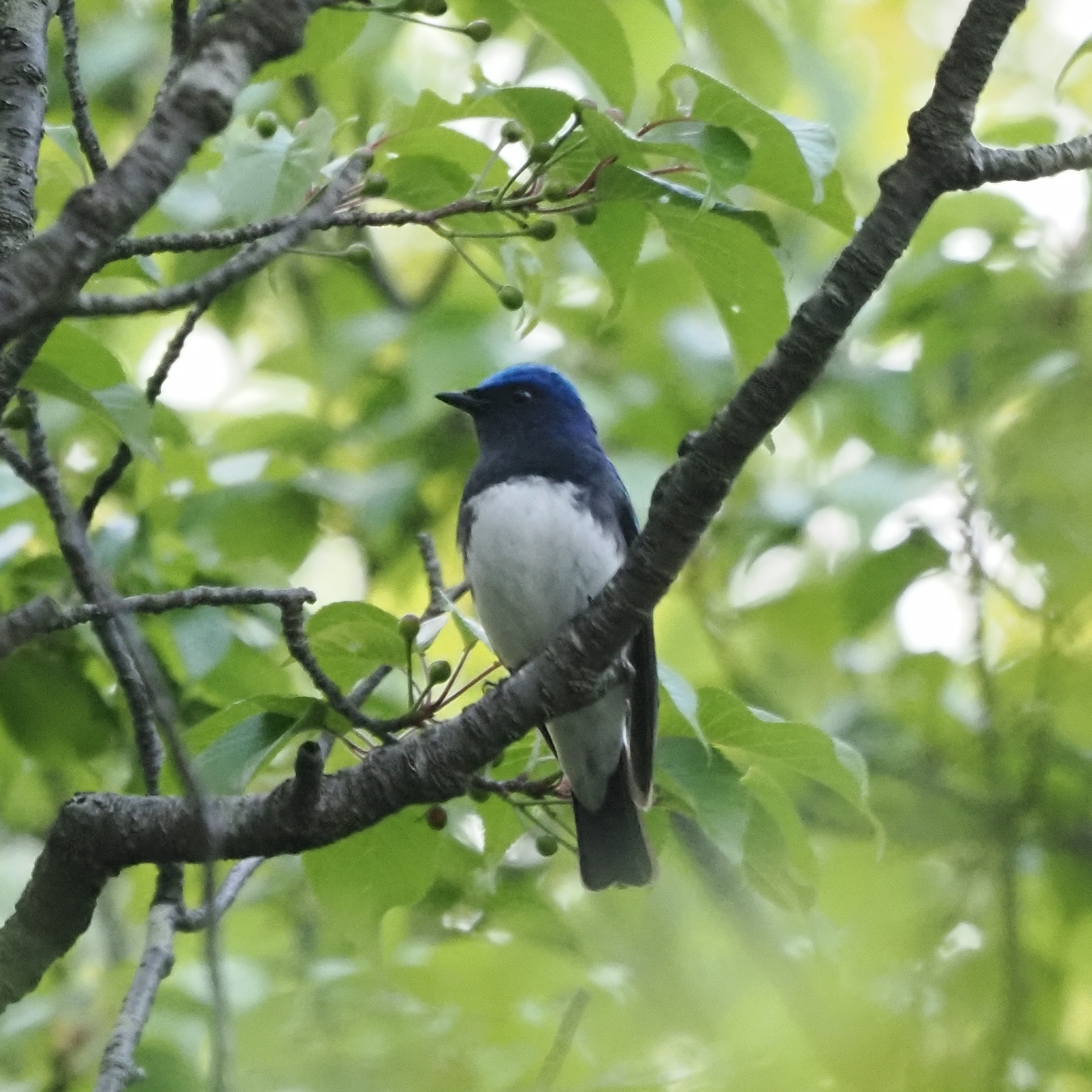 Blue-and-white Flycatcher (Cyanoptila cyanomelana), photo 10