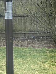 Cyanocitta cristata bromia