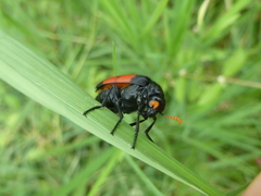 Meloidae