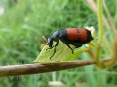 Meloidae