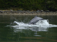 Cephalorhynchus eutropia