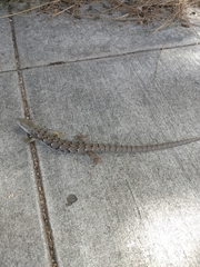 Elgaria multicarinata webbii