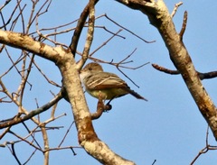 Myiarchus ferox