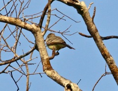 Myiarchus ferox
