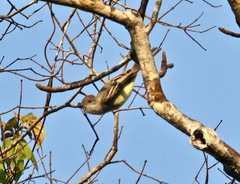 Myiarchus ferox