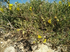 Helianthemum stipulatum