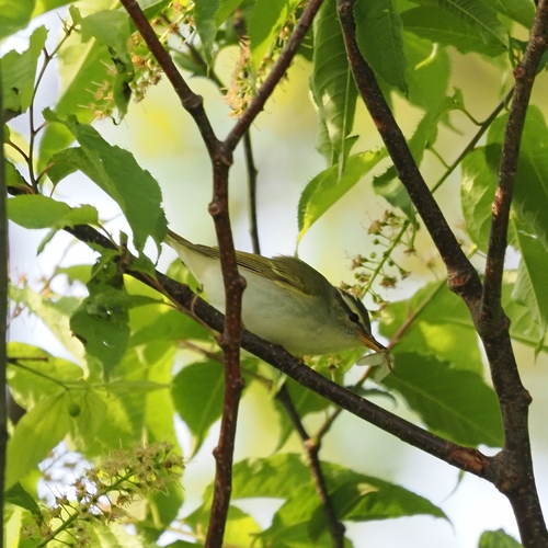 Eastern Crowned Warbler (Phylloscopus coronatus), photo 4