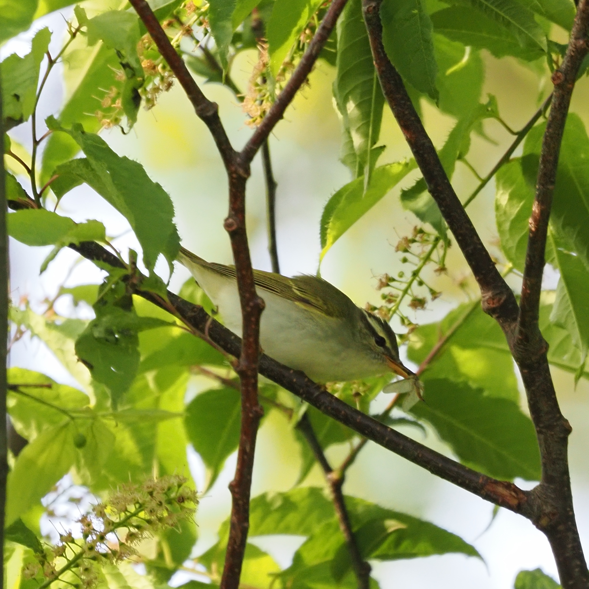 Eastern Crowned Warbler (Phylloscopus coronatus), photo 4