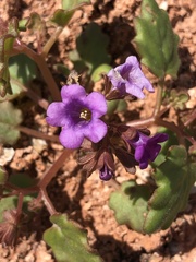 Phacelia pulchella