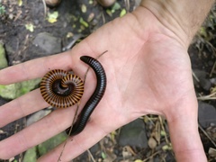 Diplopoda