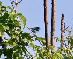 Dacnis lineata