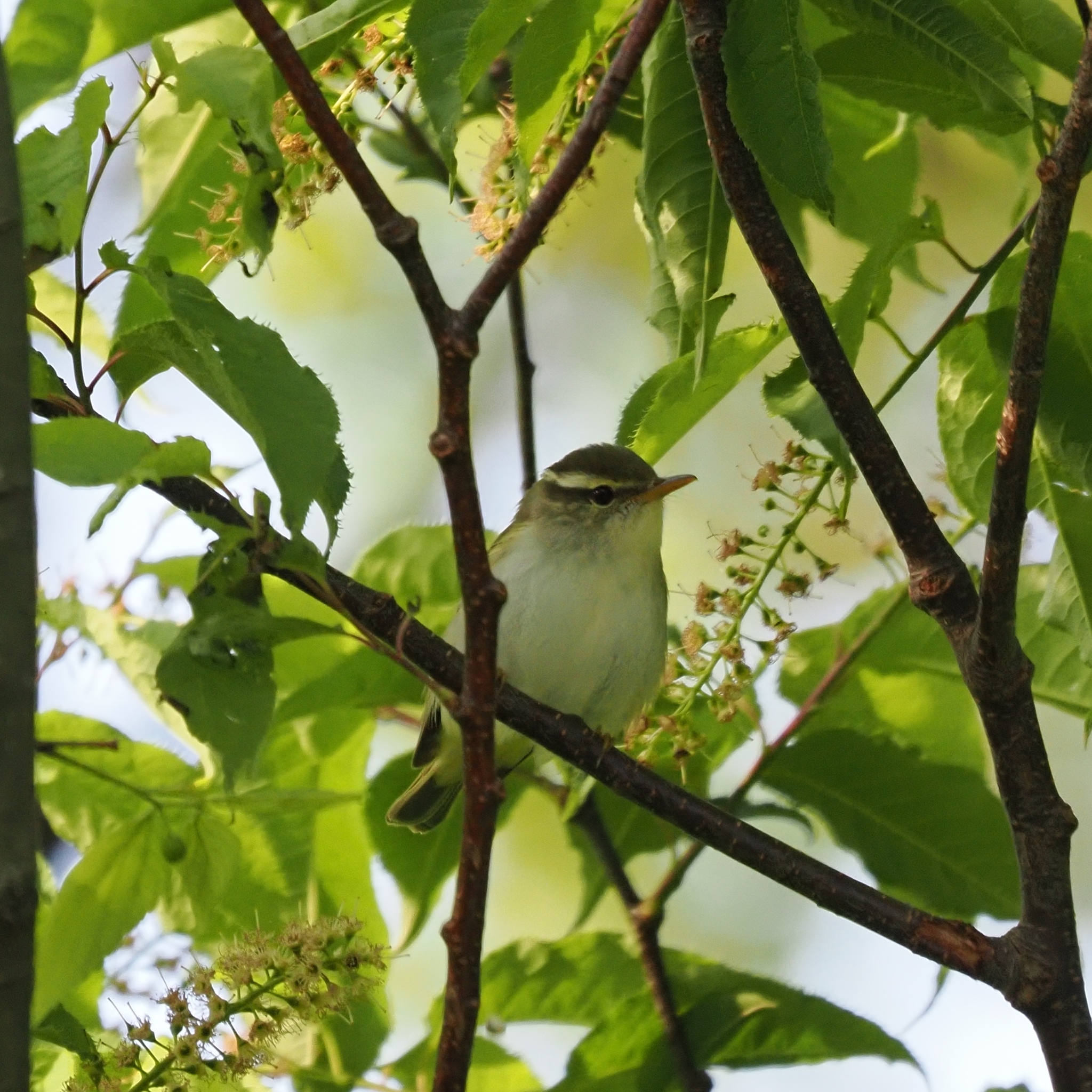 Eastern Crowned Warbler (Phylloscopus coronatus), photo 5
