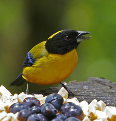 Anisognathus notabilis