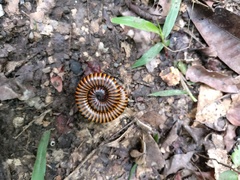 Diplopoda