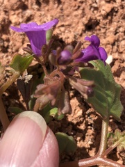 Phacelia pulchella