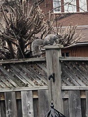 Sciurus carolinensis