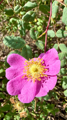 iNaturalist observation photo of California Wild Rose