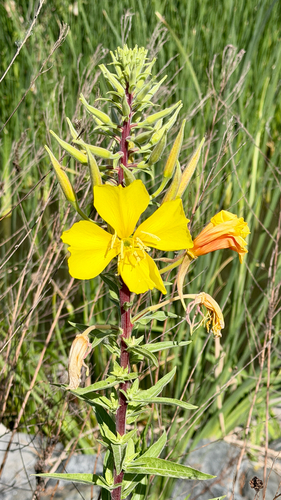 iNaturalist observation photo of tall evening primrose