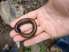 Diplopoda